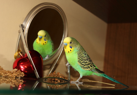 Los espejos para aves